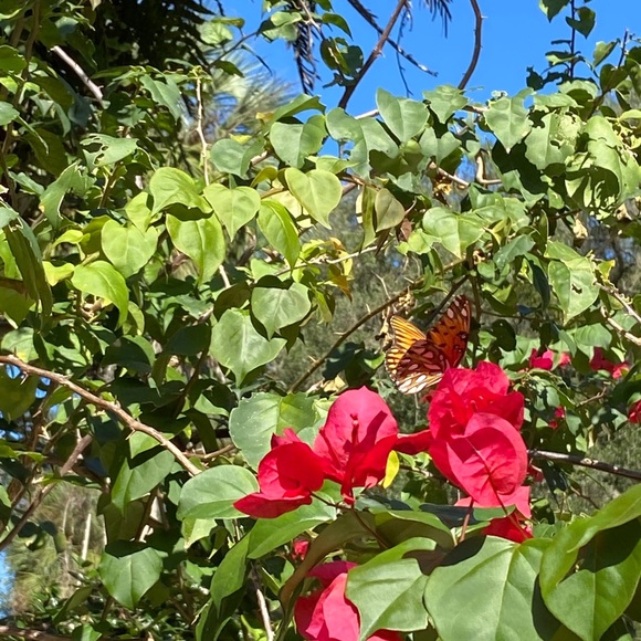 Meet your Posher, Theresa - Picture 1 of 1